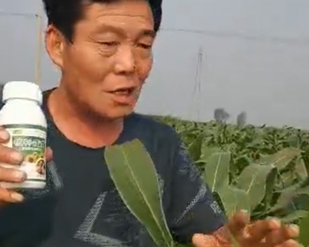 植物使用效果